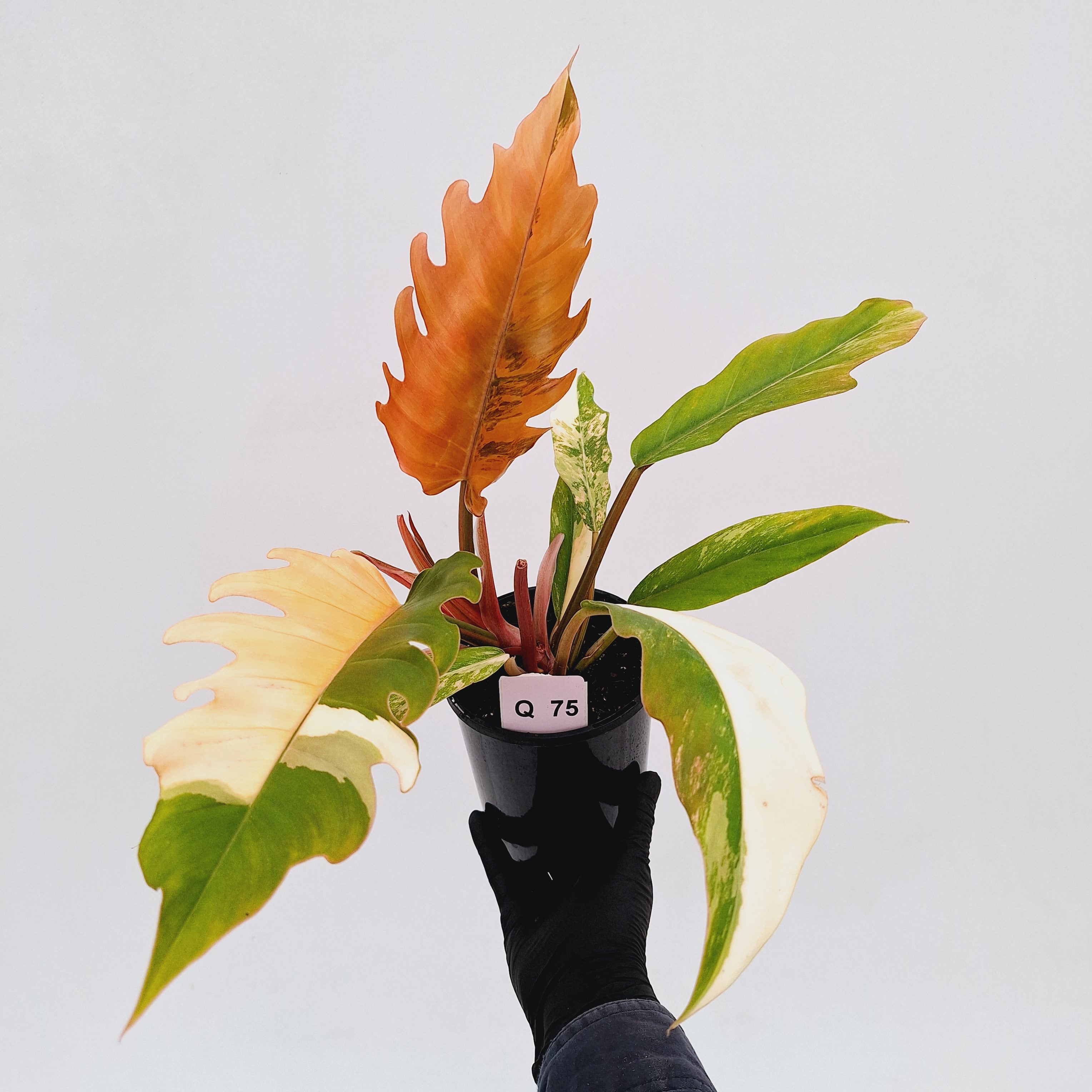 Philodendron serratum Caramel Marble