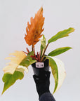 Philodendron serratum Caramel Marble