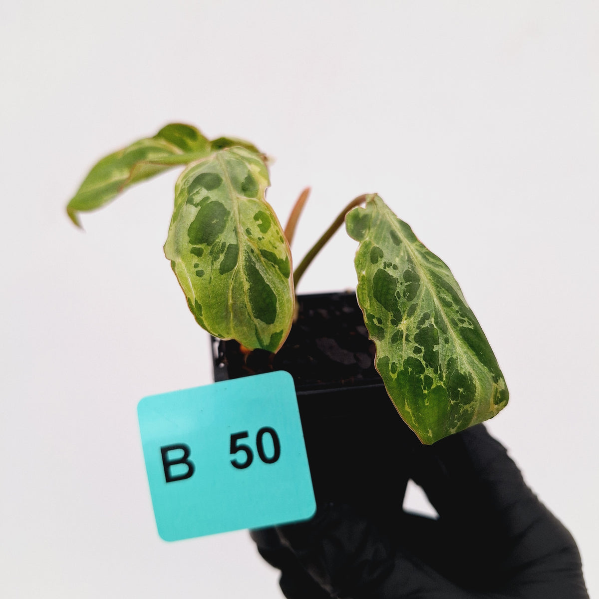 Philodendron gloriosum 'Snow Leopard'