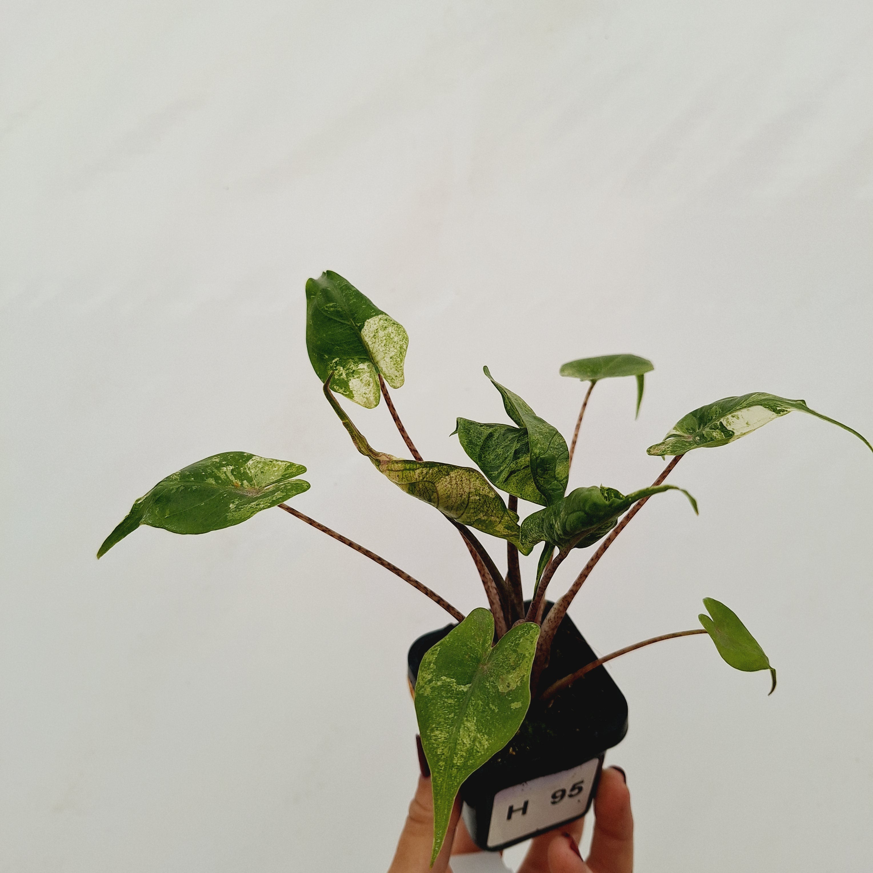 Alocasia macrorrhizos &#39;Stingray Aurea&#39; Variegata