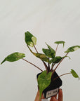 Alocasia macrorrhizos 'Stingray Aurea' Variegata