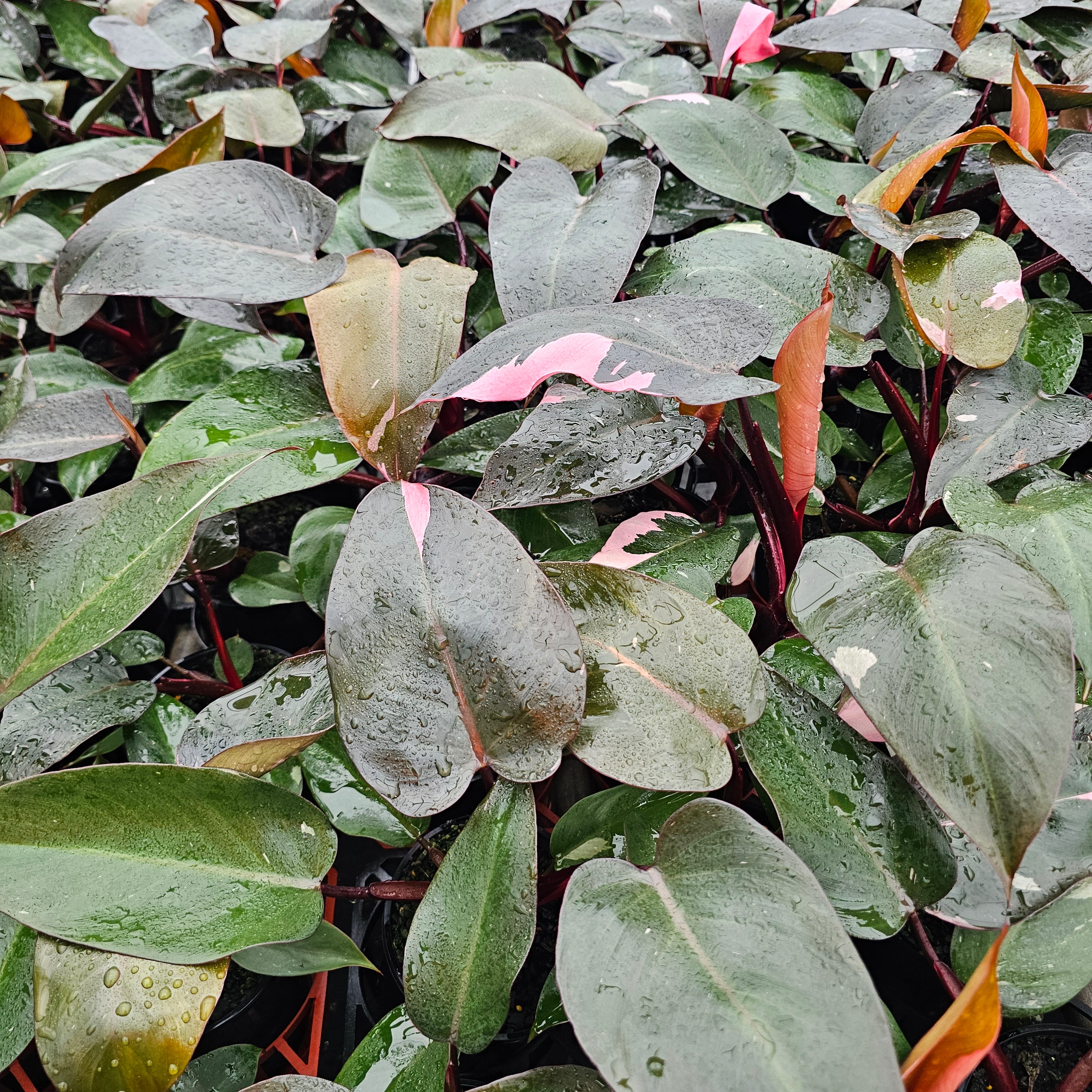 Philodendron erubescens ‘Pink Princess’