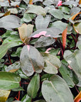 Philodendron erubescens ‘Pink Princess’