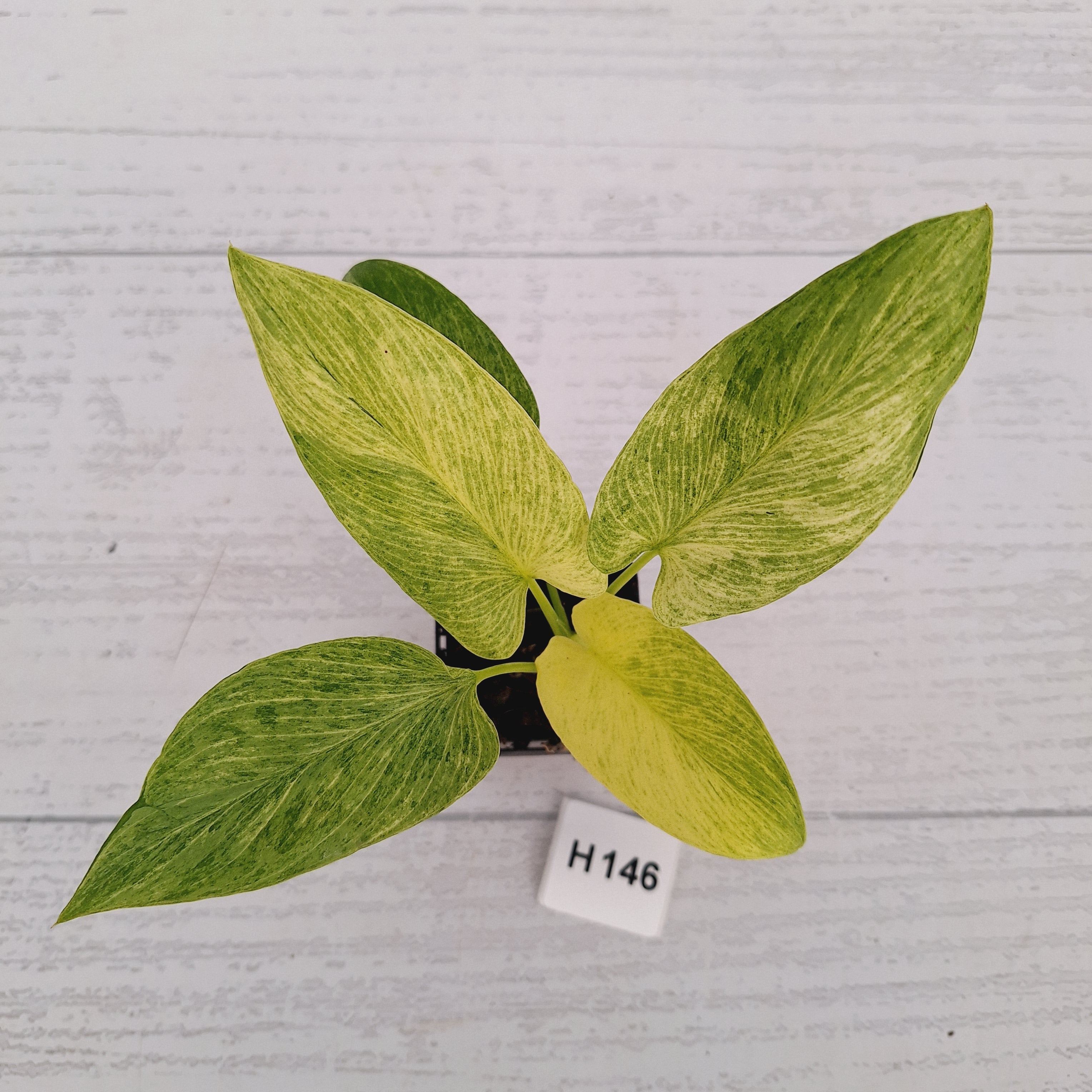 Homalomena sulcata ‘Cream Frost’ - SALE