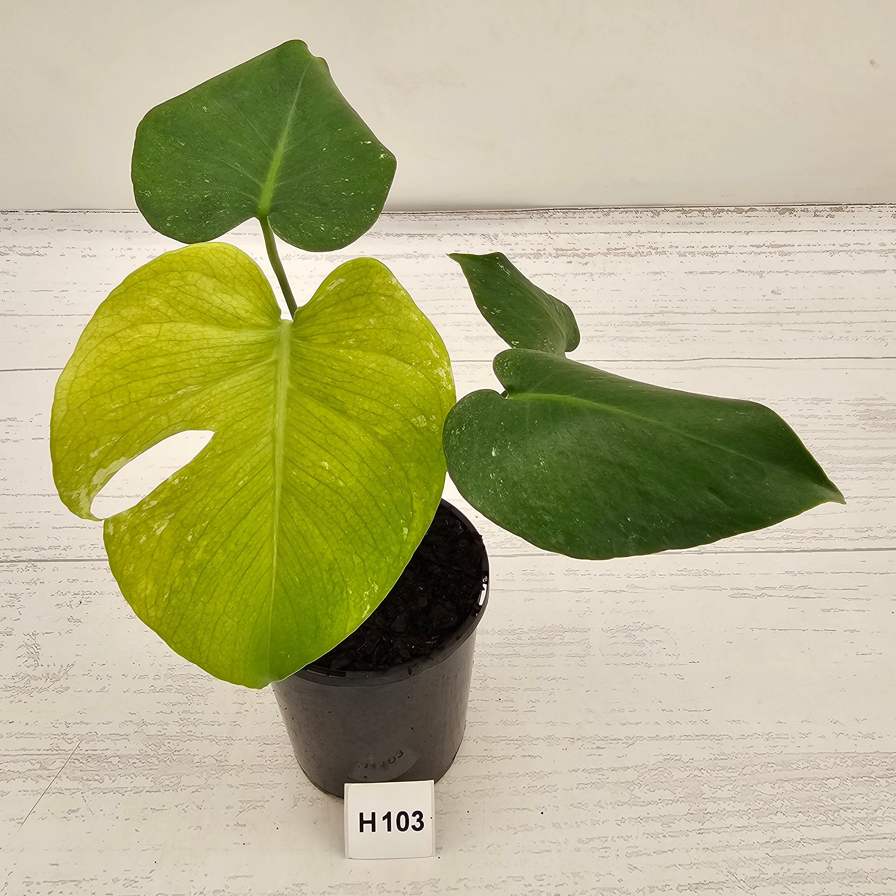 Monstera Deliciosa 'Mint'