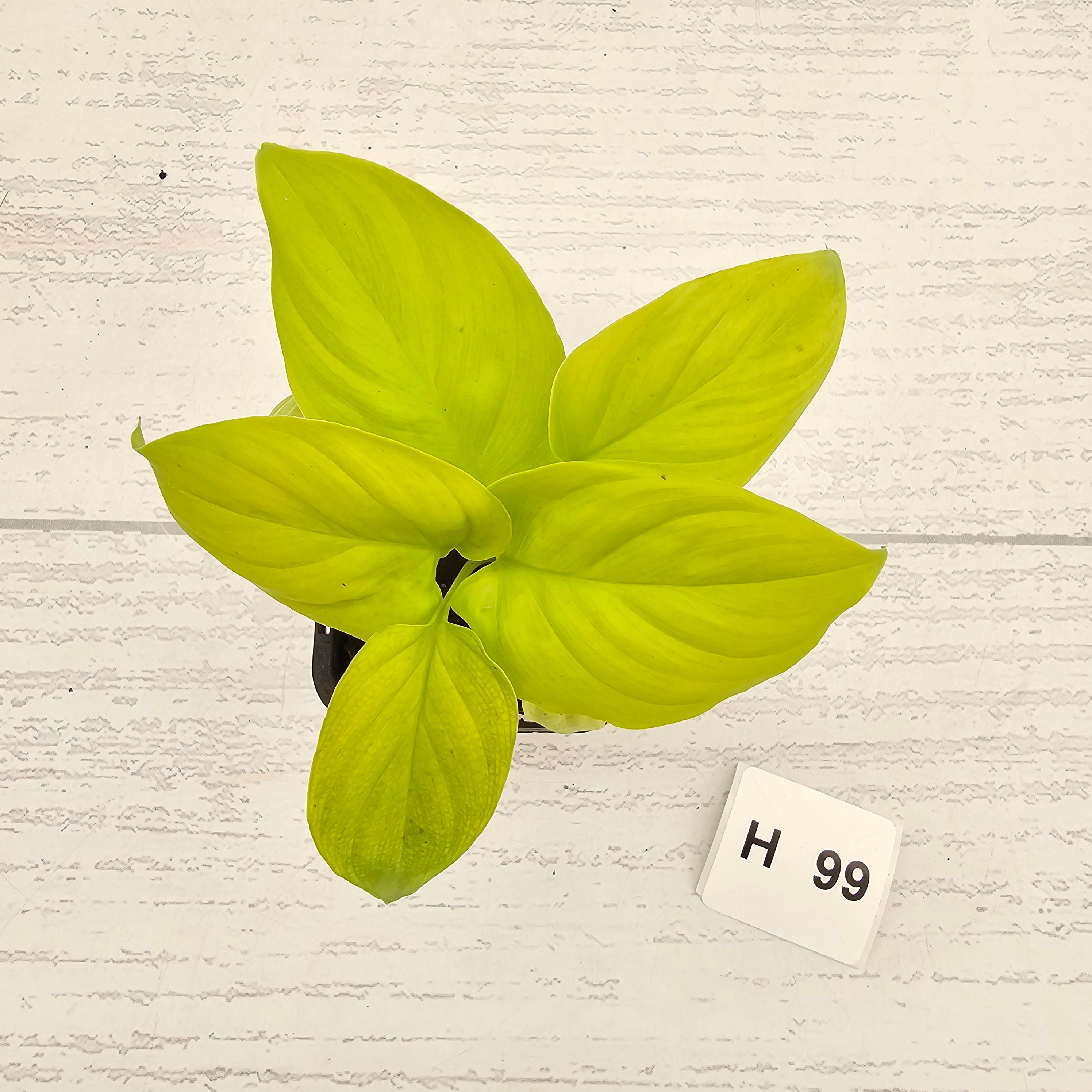 Homalomena rubescens Golden Hibiscus’ - Bare Bottom Baby - SALE