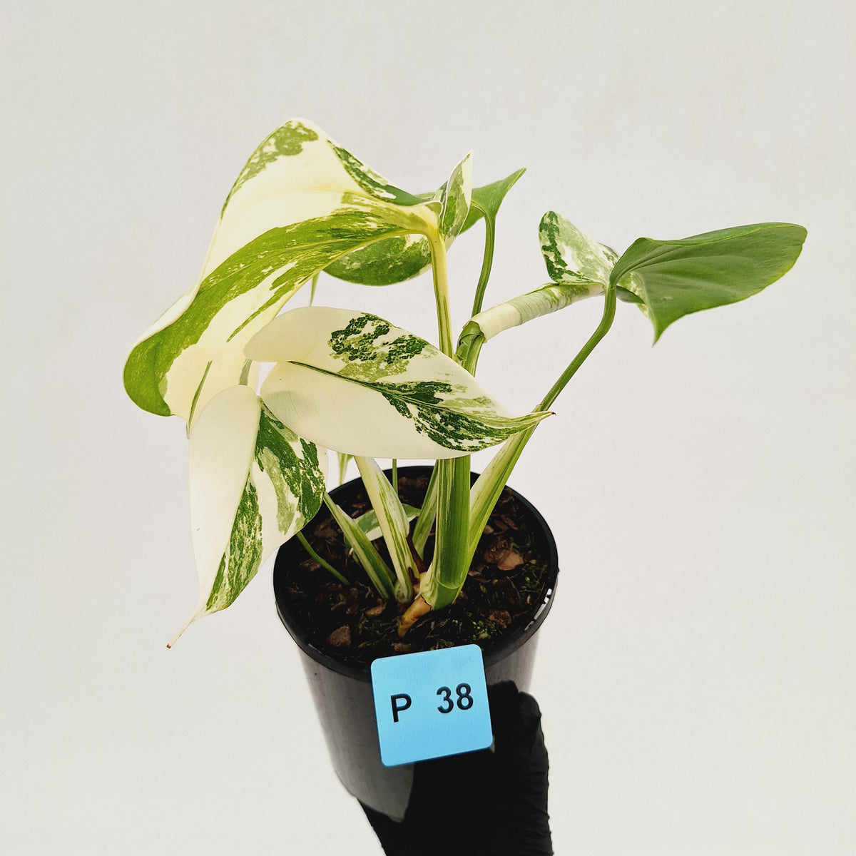 Monstera borsigiana 'Albo' - SALE