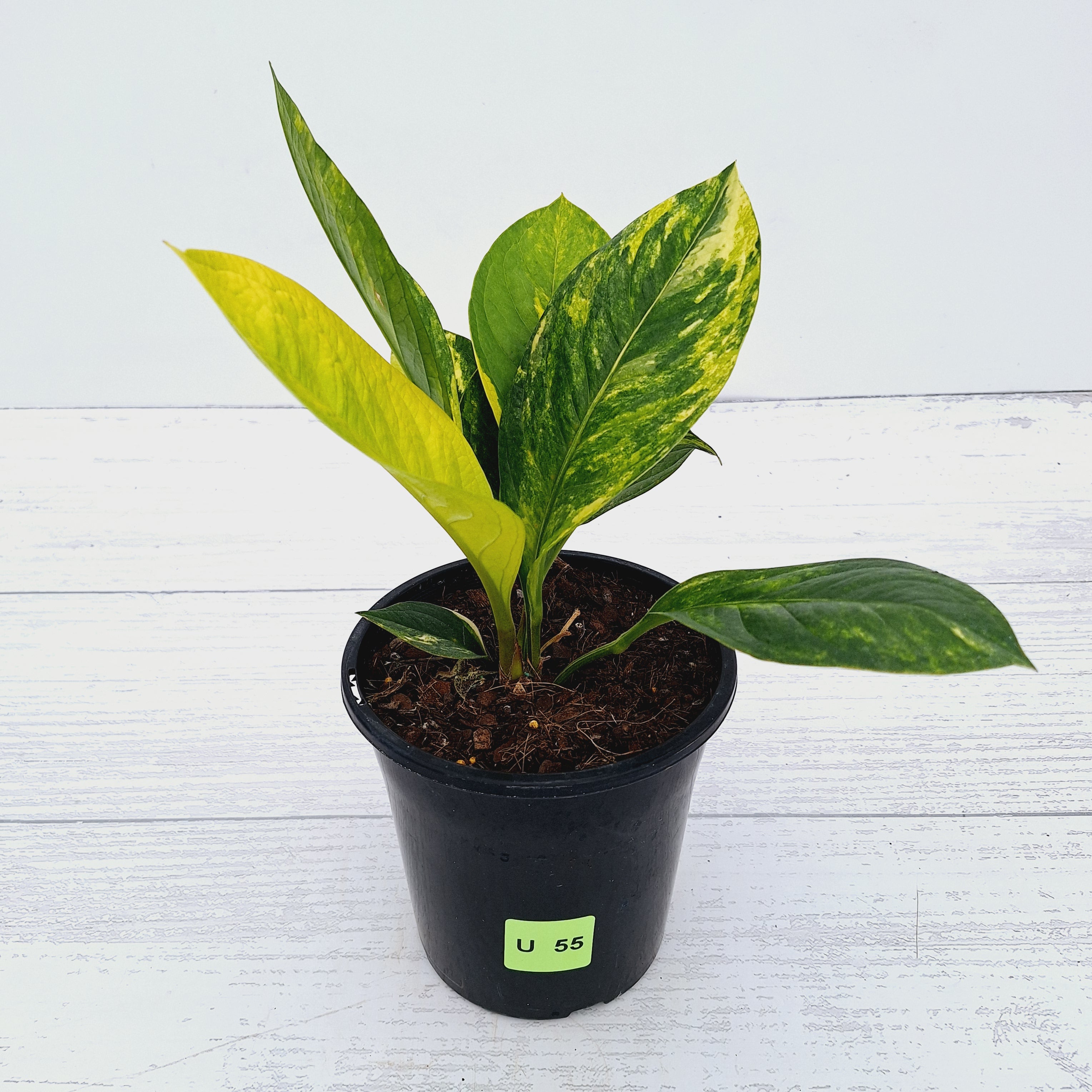 Anthurium jenmanii Variegata