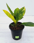Anthurium jenmanii Variegata