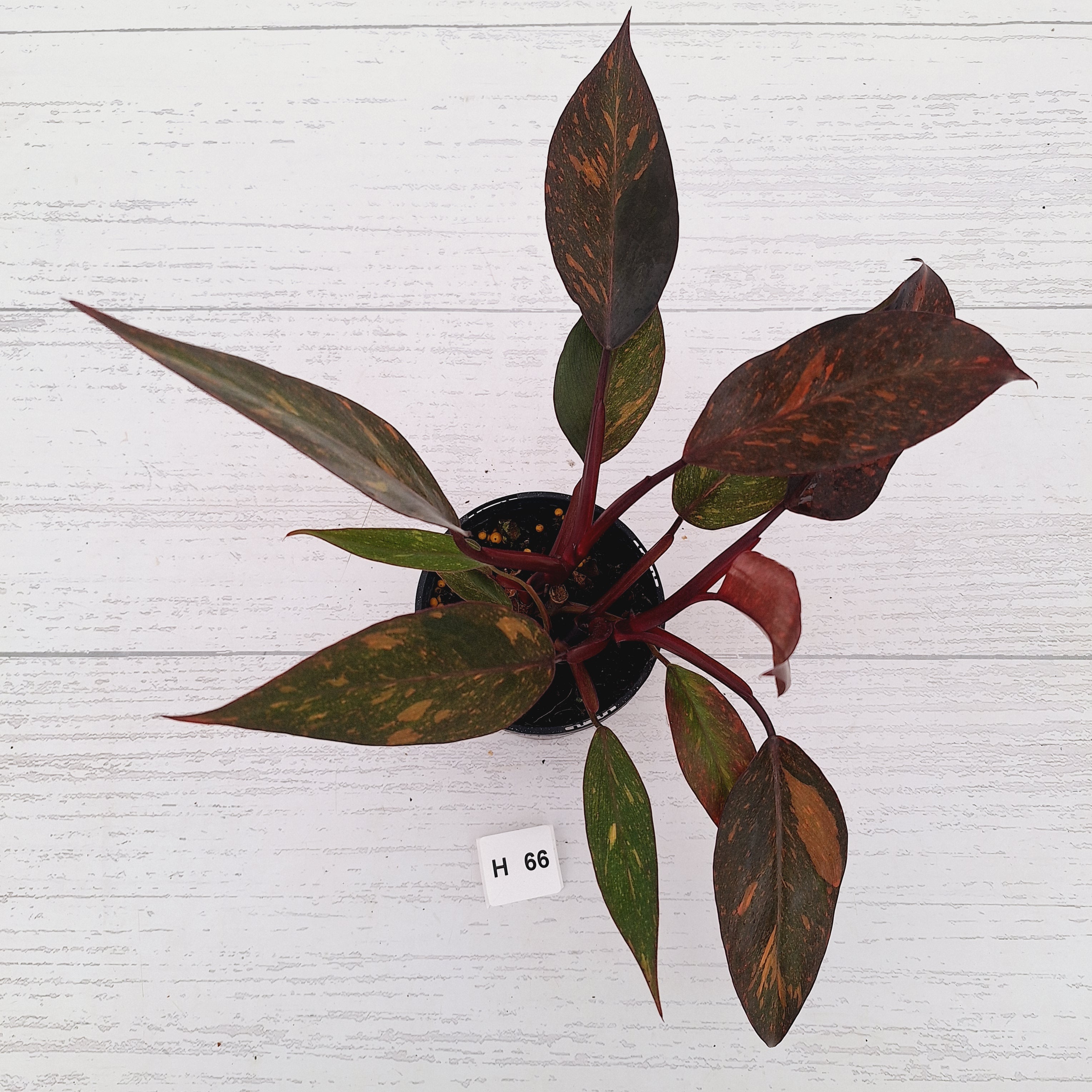Philodendron 'Orange Princess' - FLASH SALE