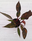 Philodendron 'Orange Princess' - FLASH SALE