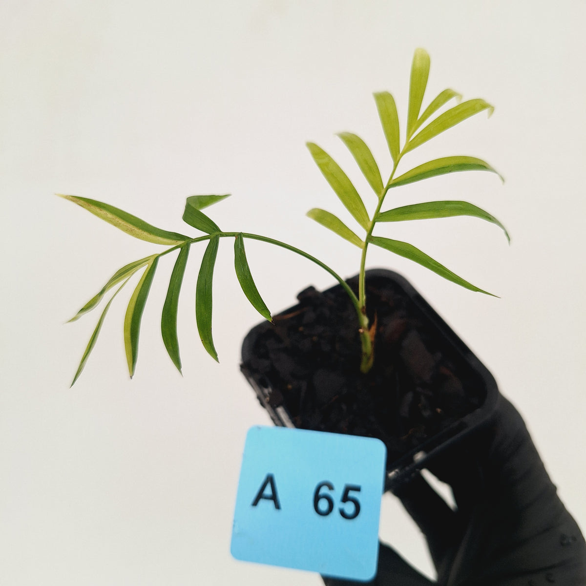 Chamaedorea elegans Parlour Palm Variegated