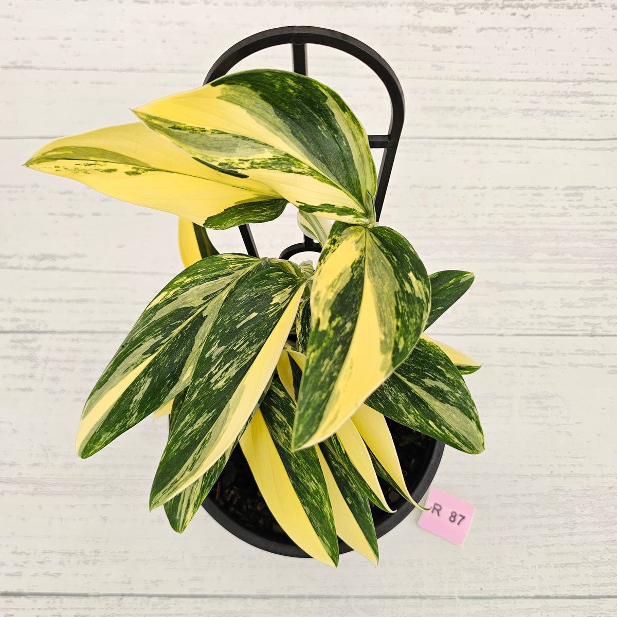 Monstera standleyana 'Cobra' - SALE