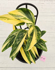 Monstera standleyana 'Cobra' - SALE