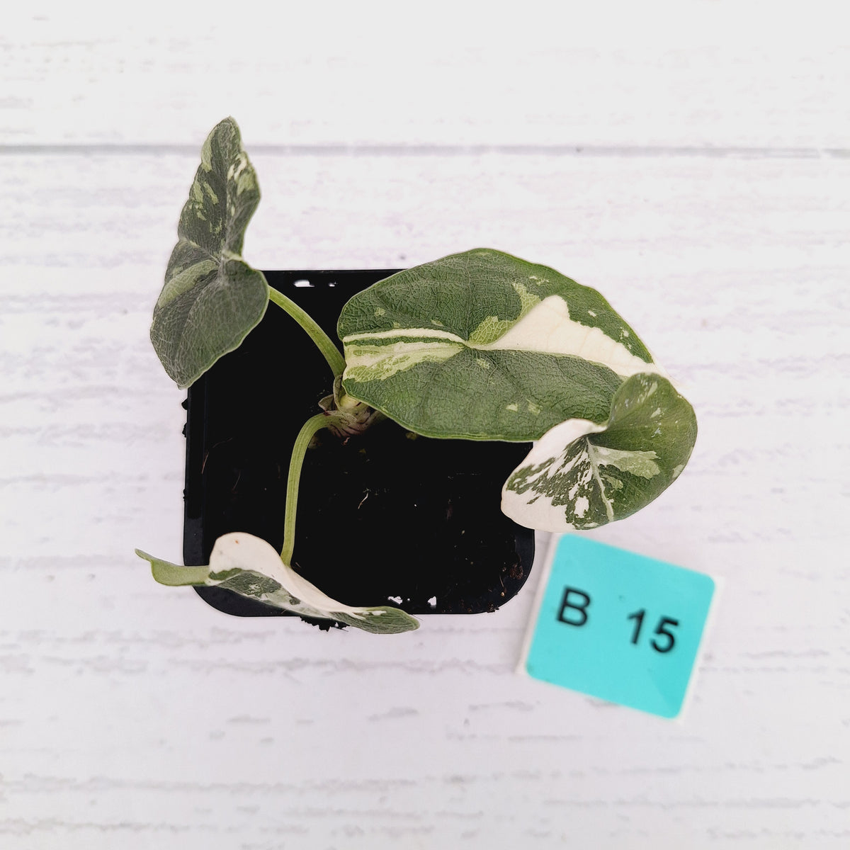 Alocasia melo 'Rhino Skin' Variegata - 70mm