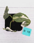 Alocasia melo 'Rhino Skin' Variegata - 70mm