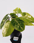 Philodendron gloriosum white vien variegata