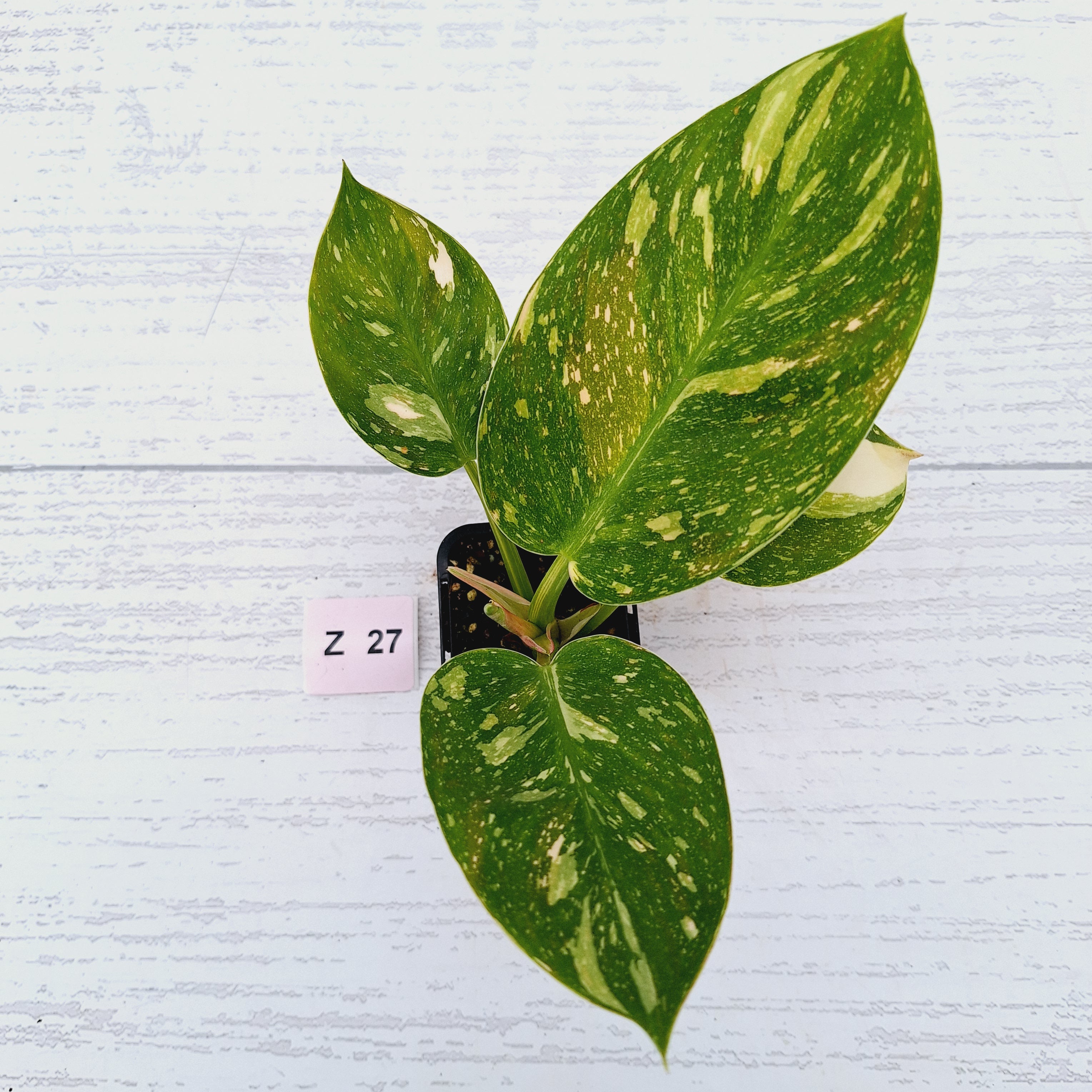 Philodendron Green Congo Variegata (Nuclear)