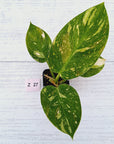 Philodendron Green Congo Variegata (Nuclear)