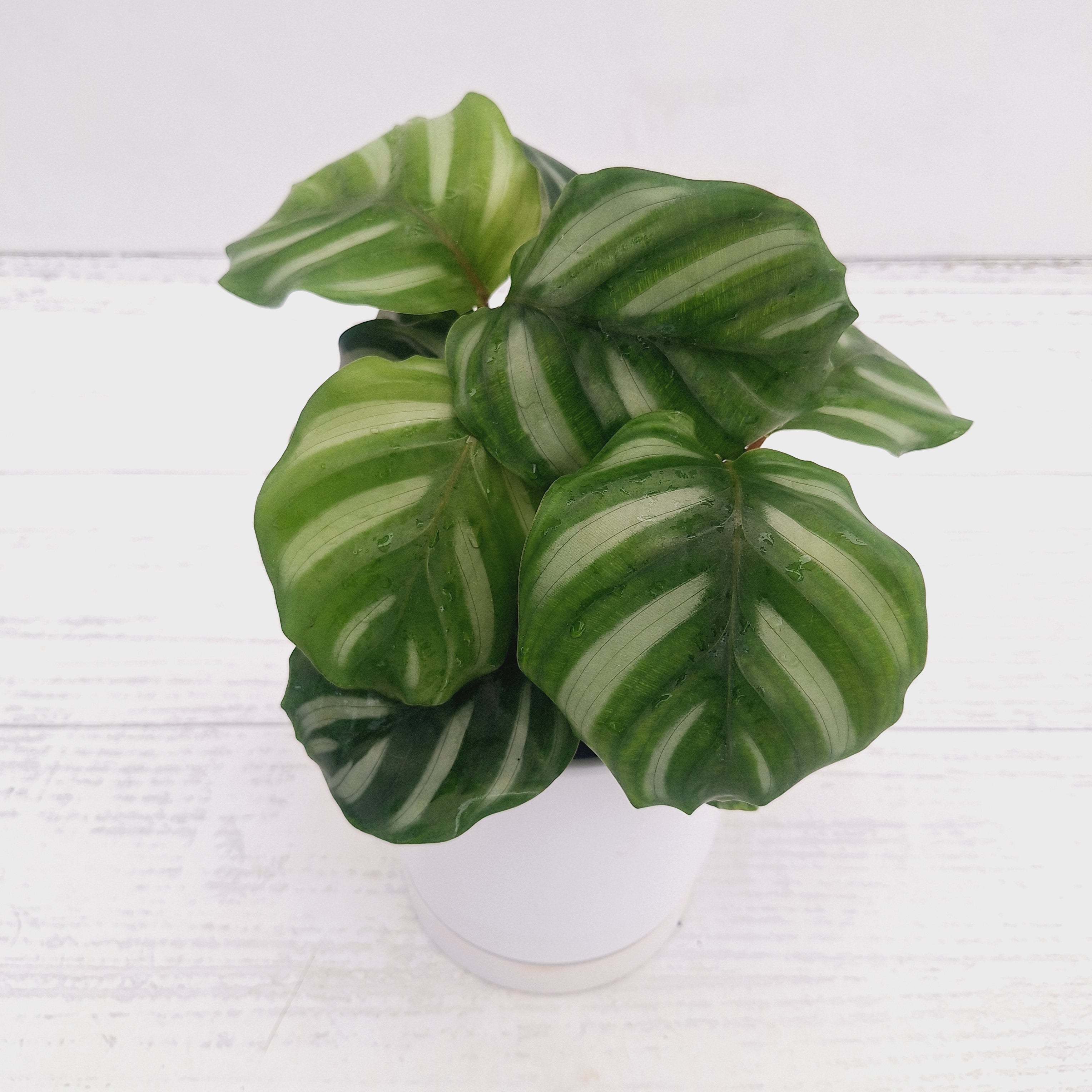 Calathea 'watercolour'