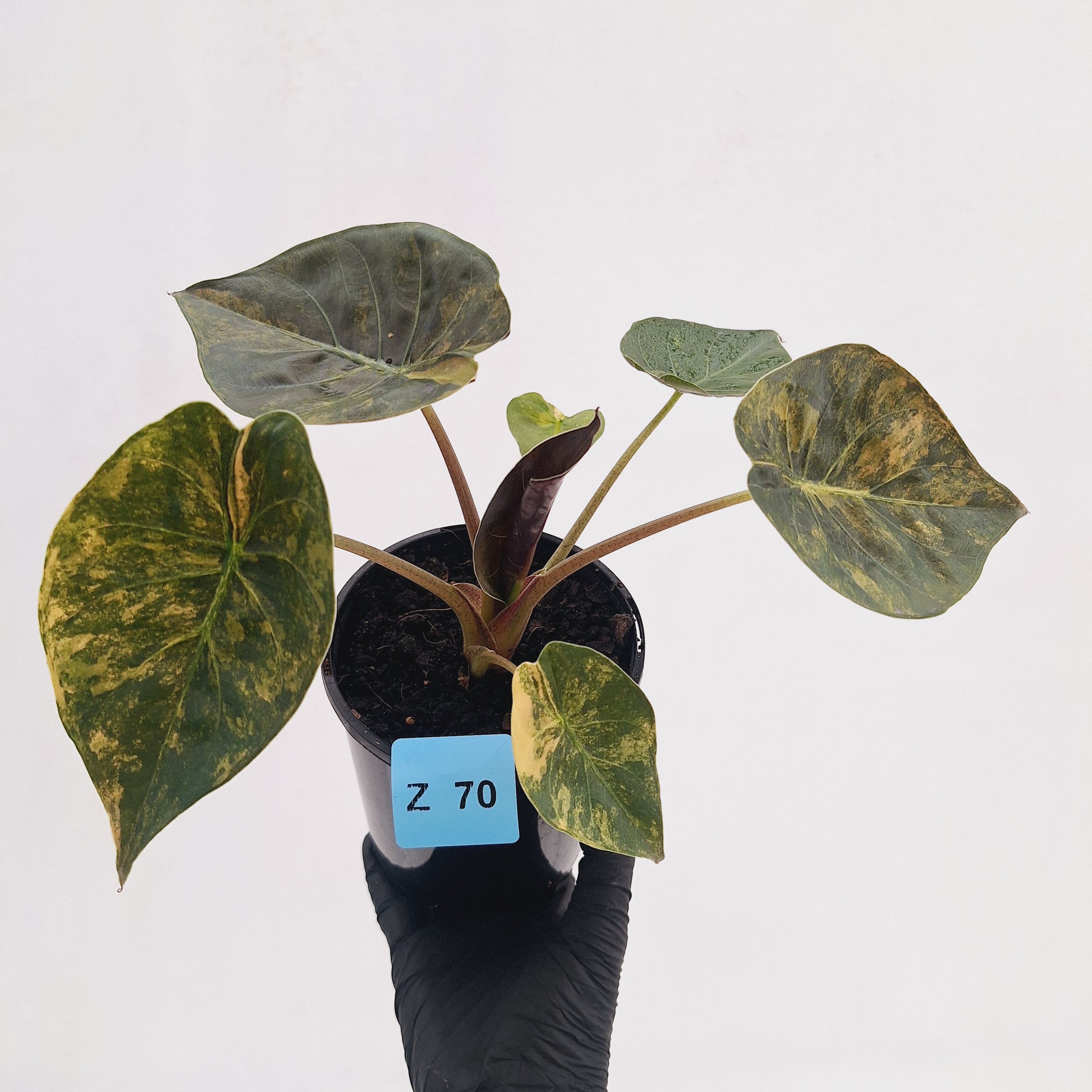Alocasia ‘wentii’ Variegated - Sale