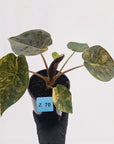 Alocasia ‘wentii’ Variegated - Sale