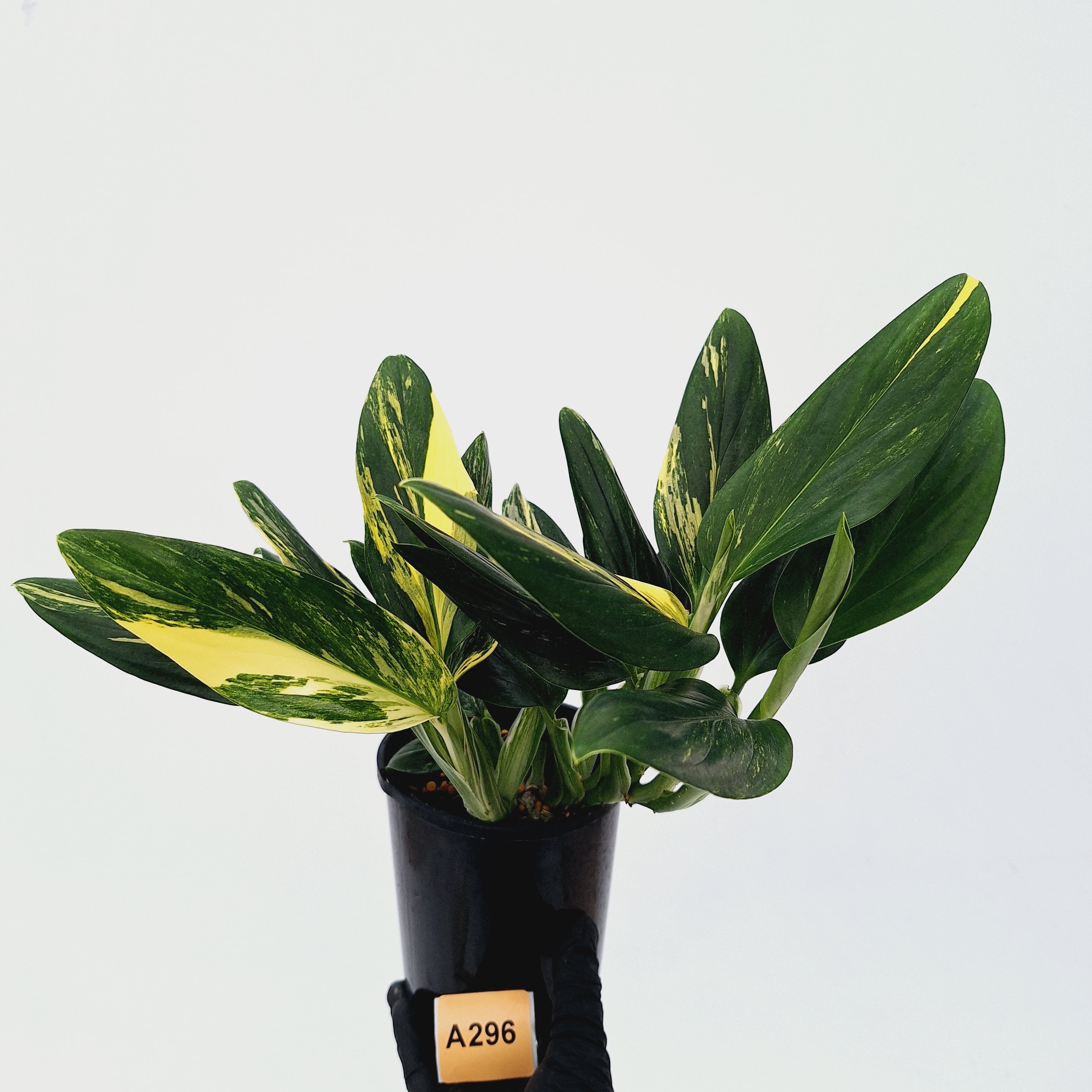 Monstera standleyana &#39;Cobra&#39;