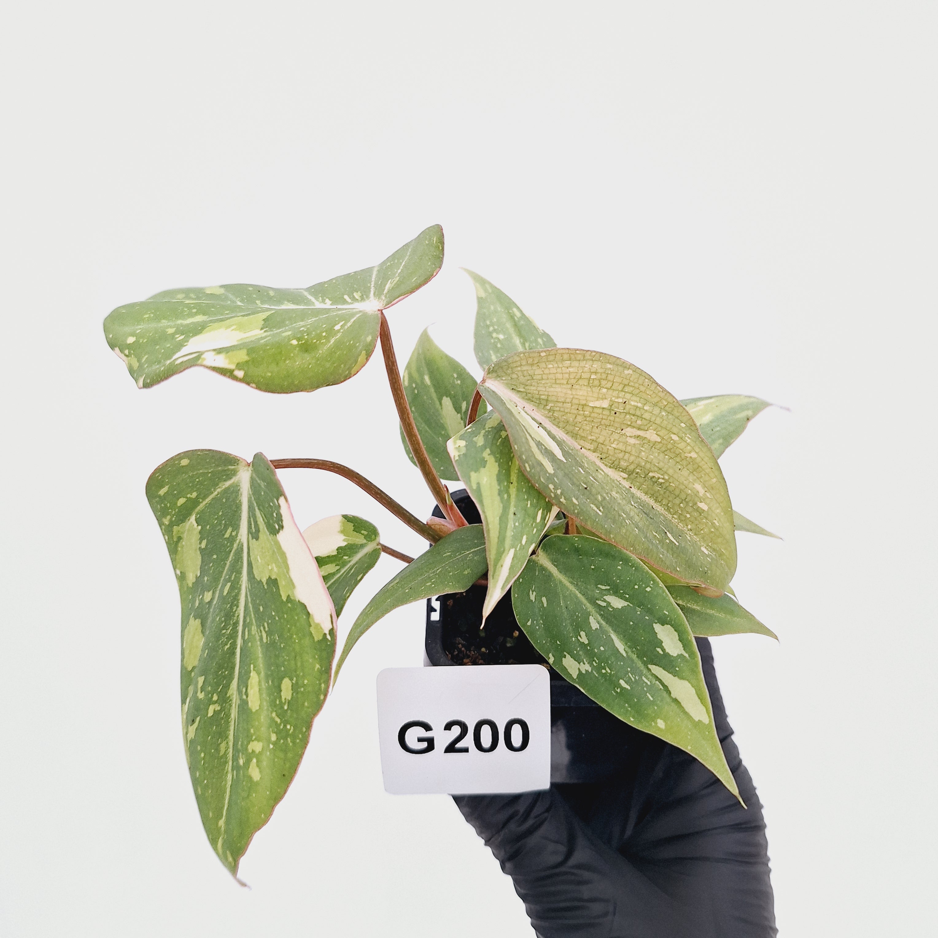 Philodendron gloriosum white vien variegata - SALE
