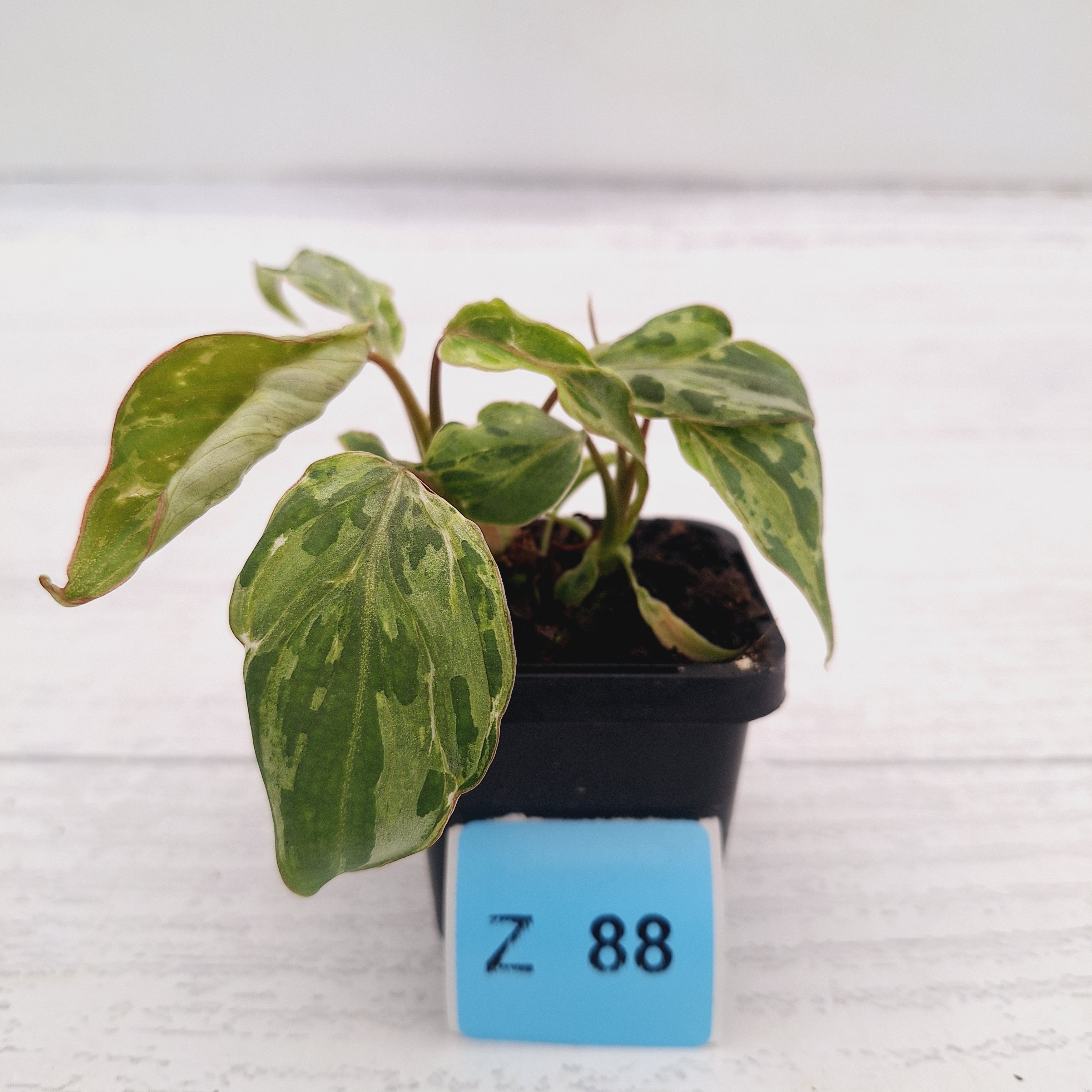 Philodendron gloriosum 'Snow Leopard'