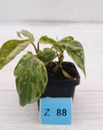 Philodendron gloriosum 'Snow Leopard'
