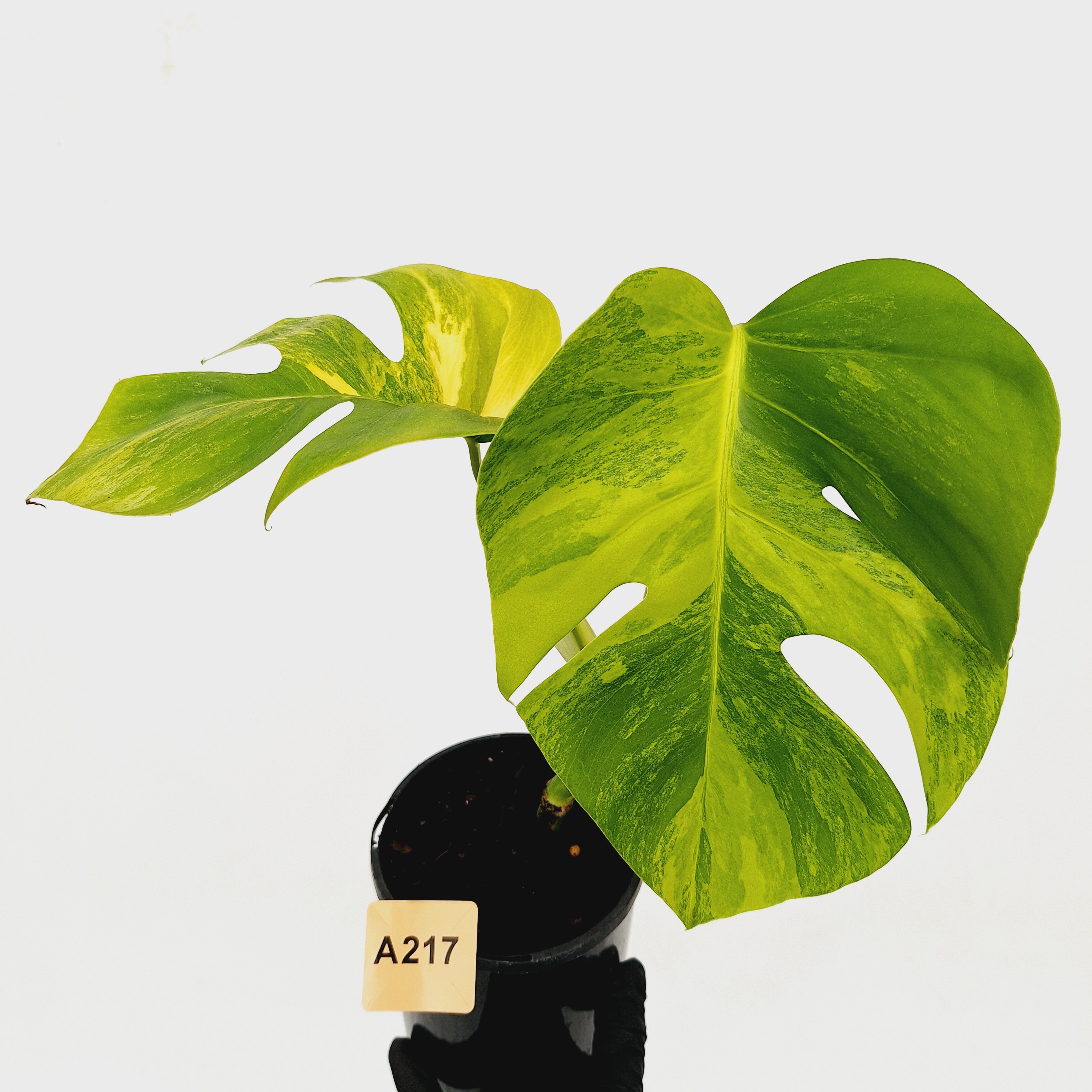 Monstera borsigiana &#39;Aurea&#39;