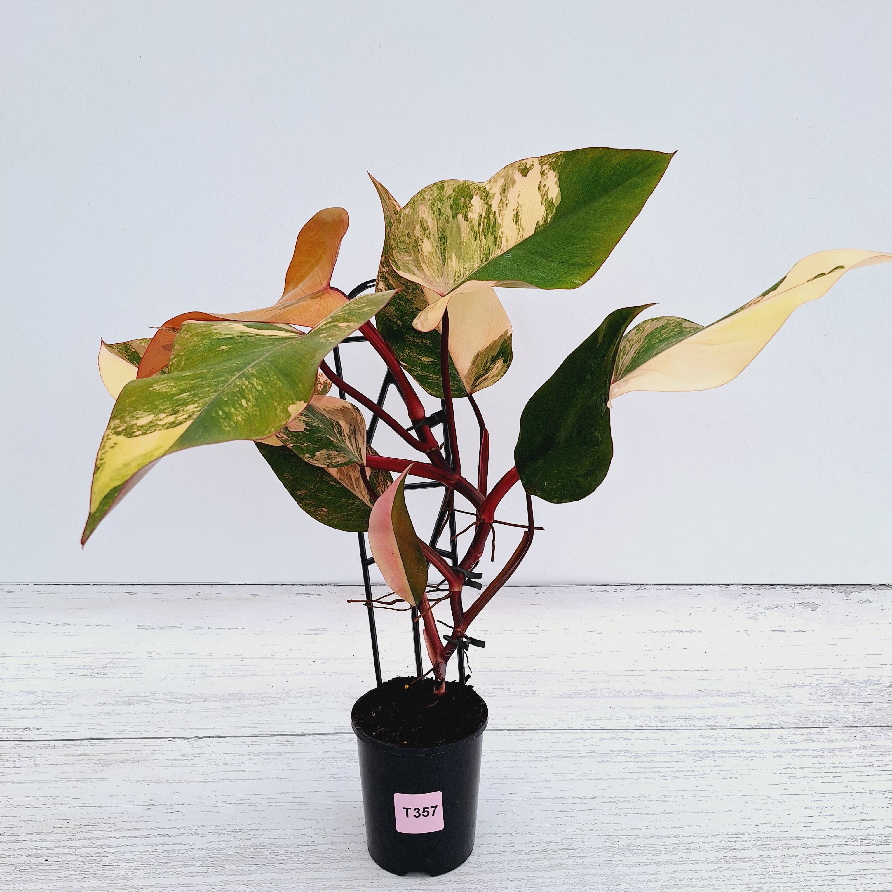 Philodendron erubescens Strawberry Shake