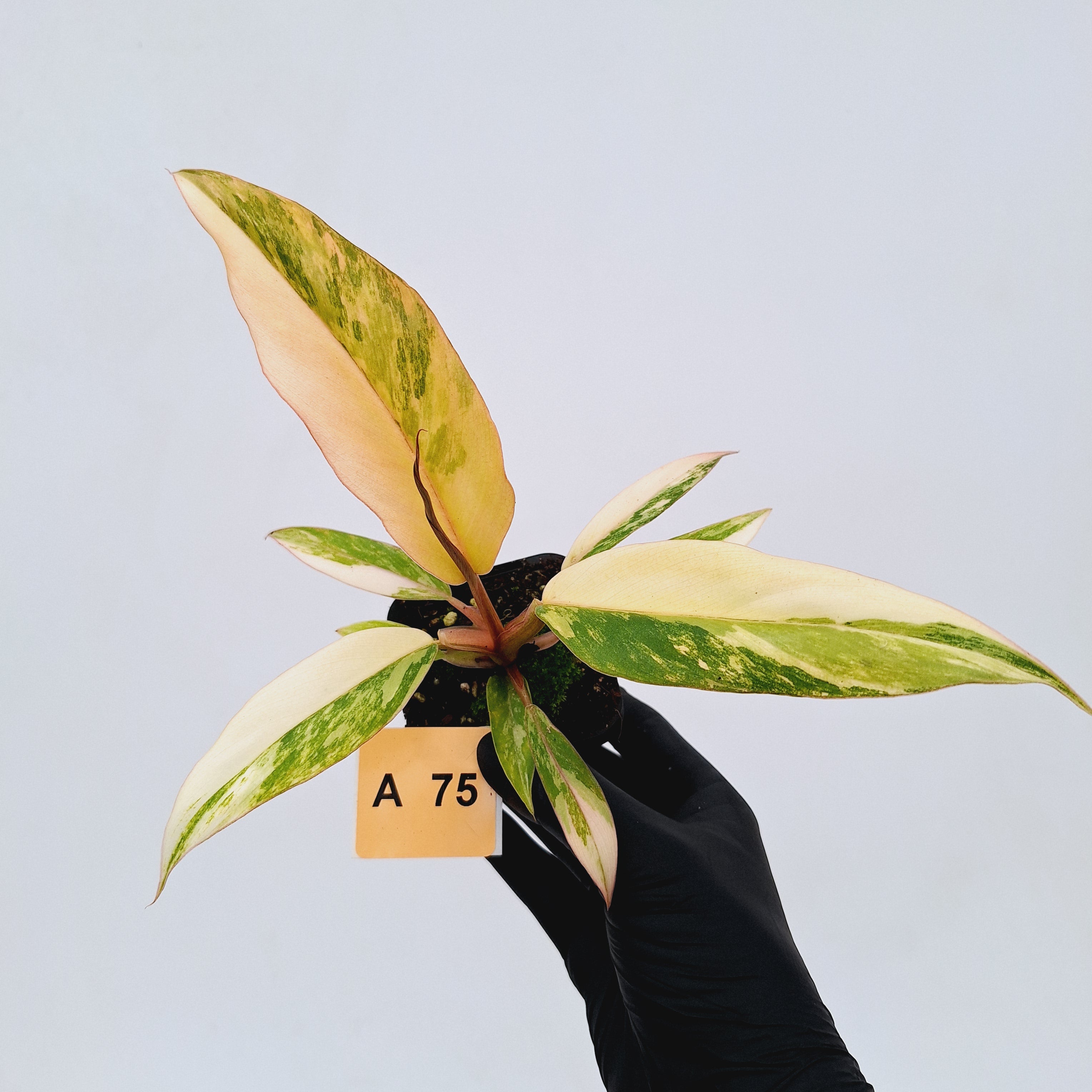 Philodendron serratum Caramel Marble