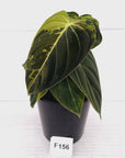 Philodendron melanochrysum Variegata