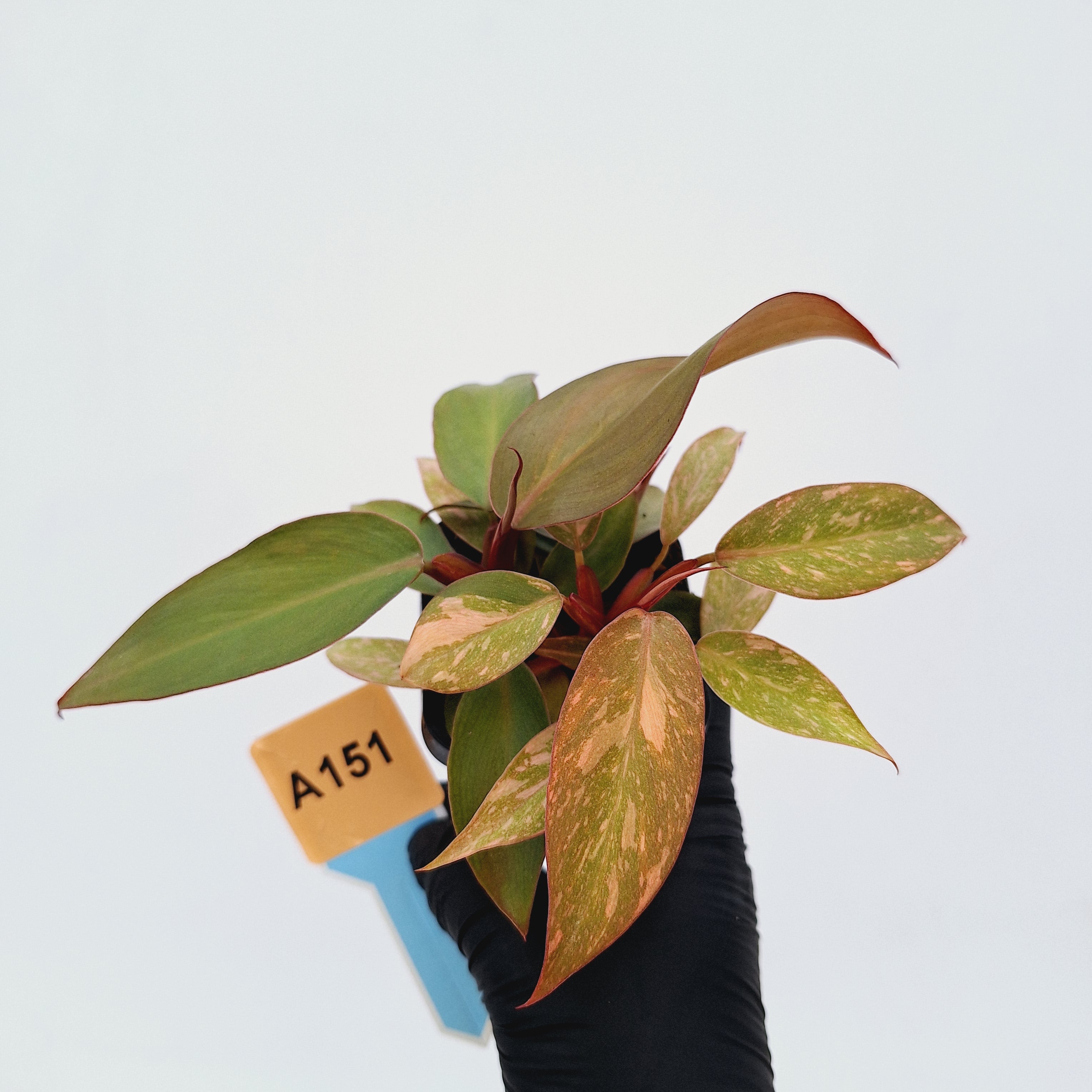 Philodendron &#39;Orange Princess&#39;