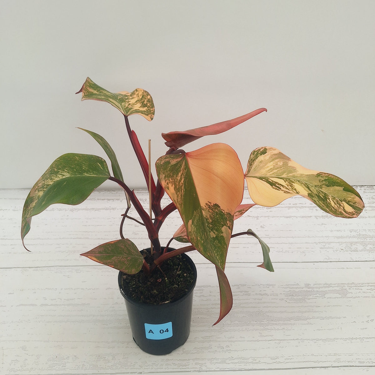 Philodendron erubescens Strawberry Shake - SALE