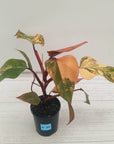 Philodendron erubescens Strawberry Shake - SALE