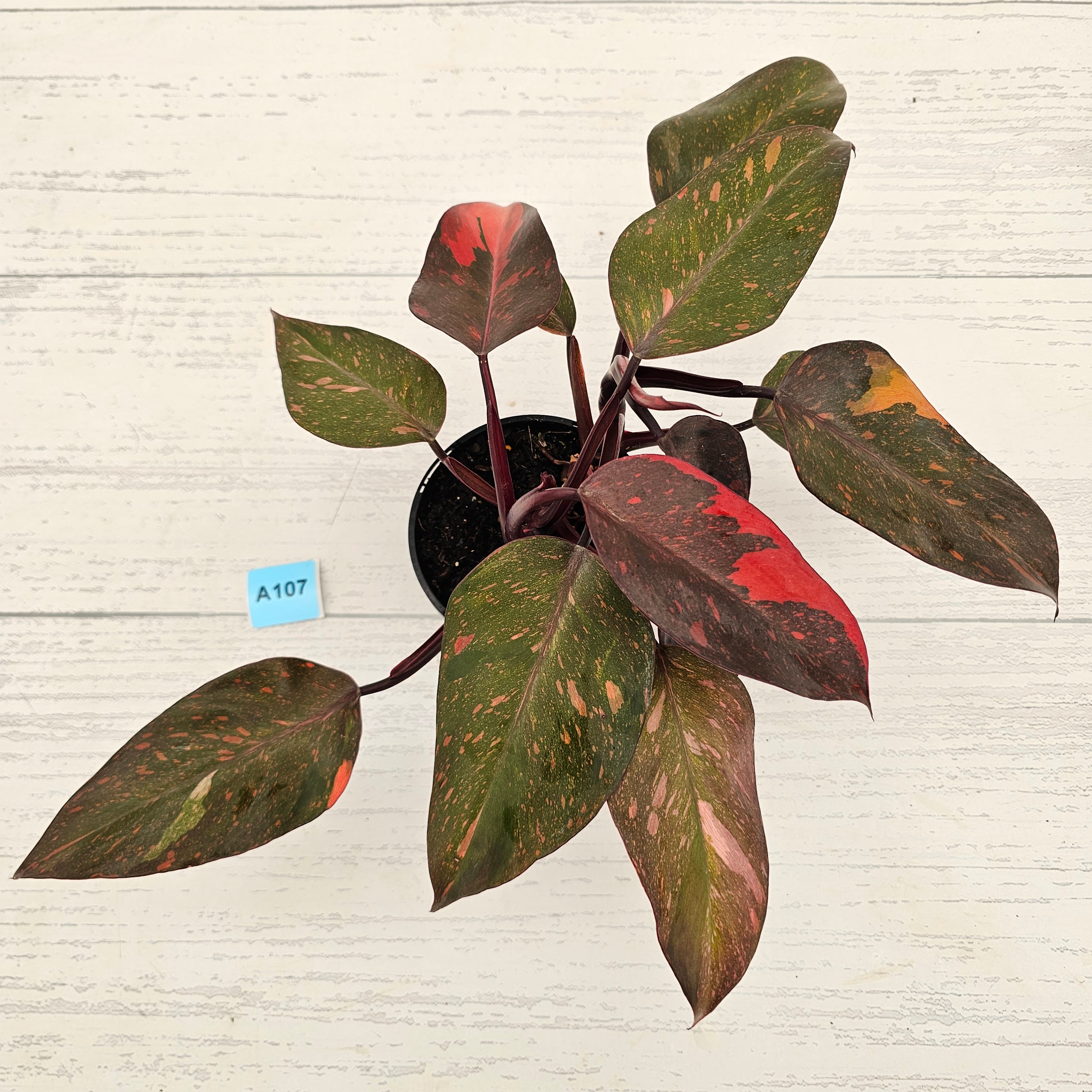 Philodendron 'Orange Princess'