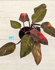 Philodendron 'Orange Princess'