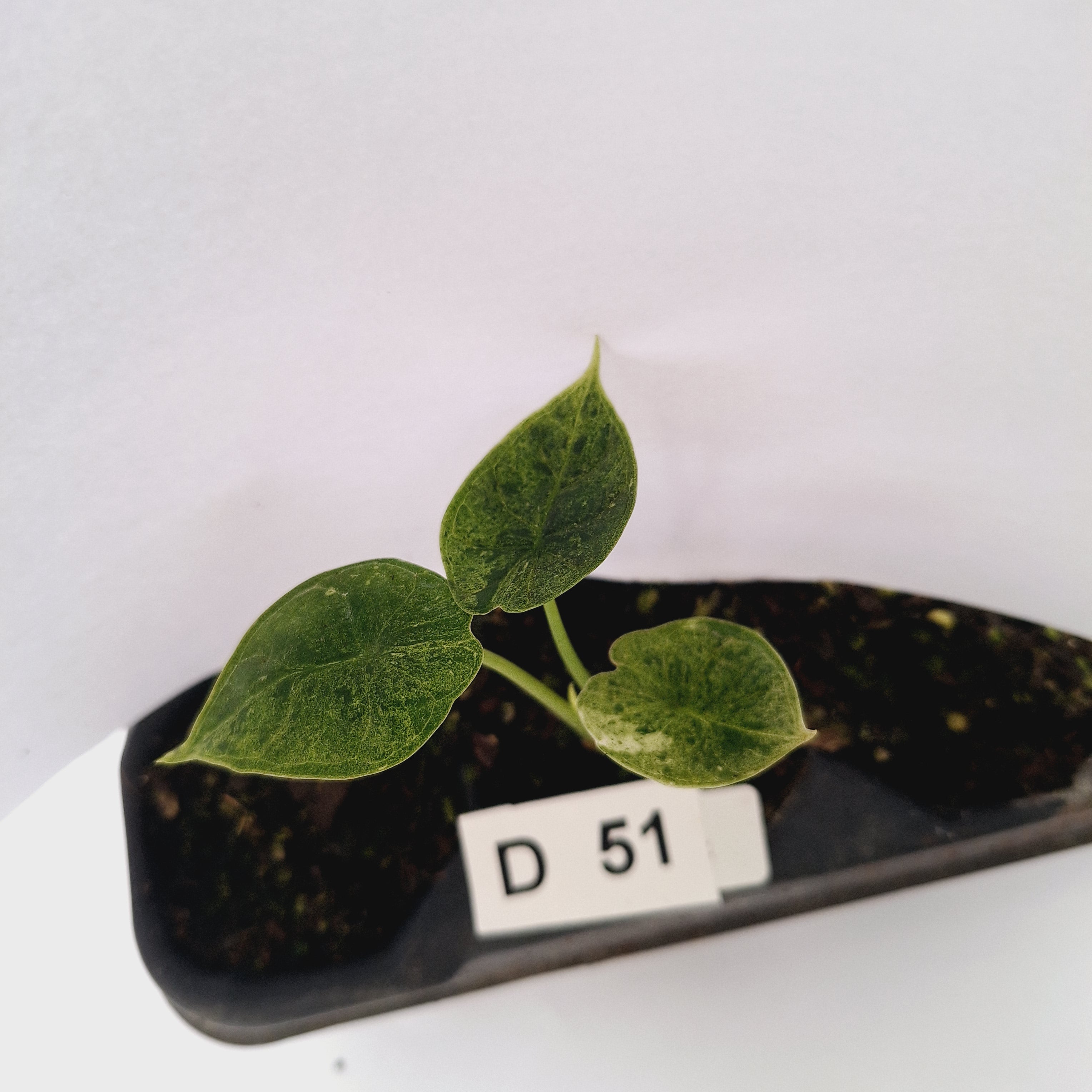 Alocasia baginda ‘Dragon Scale Mint’ - Bare Bottom Baby