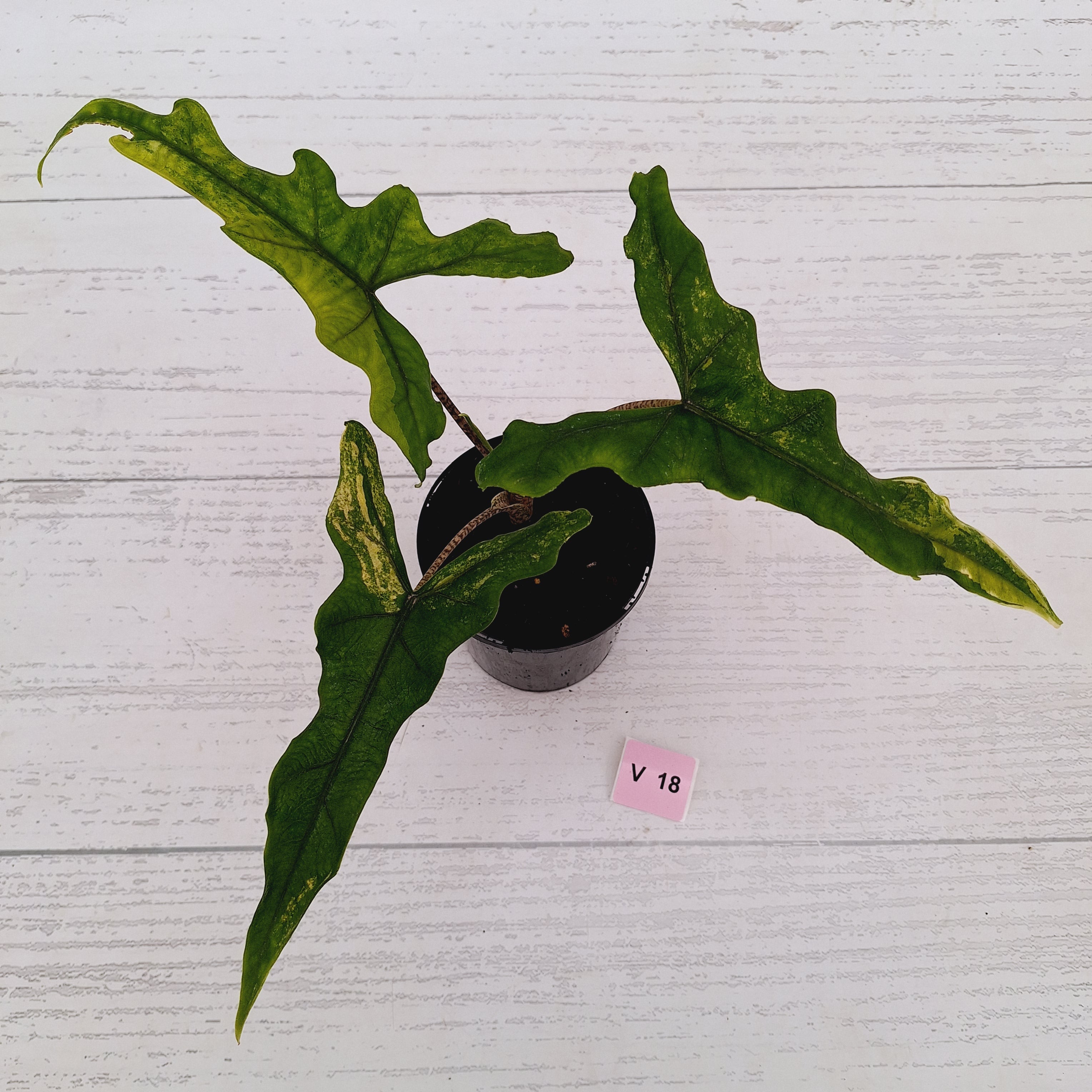 Alocasia sp. ‘Sabrina’ Aurea