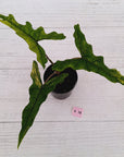 Alocasia sp. ‘Sabrina’ Aurea