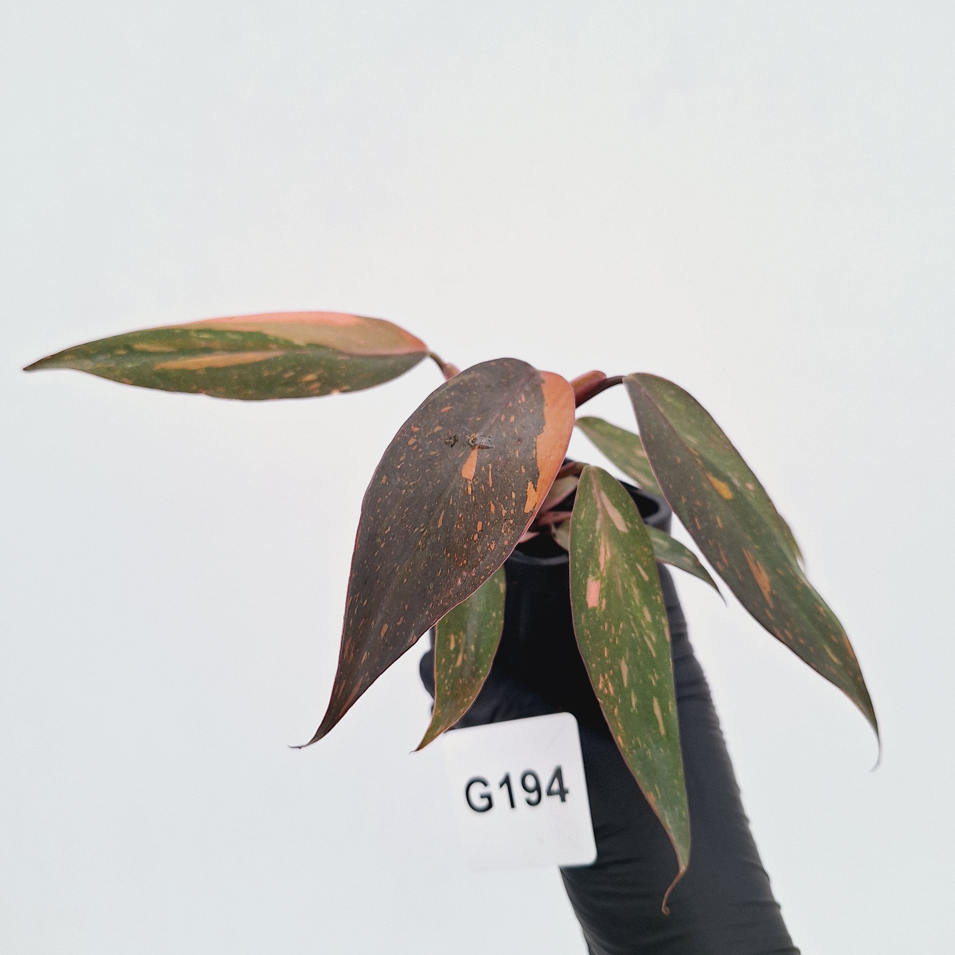 Philodendron 'Orange Princess'