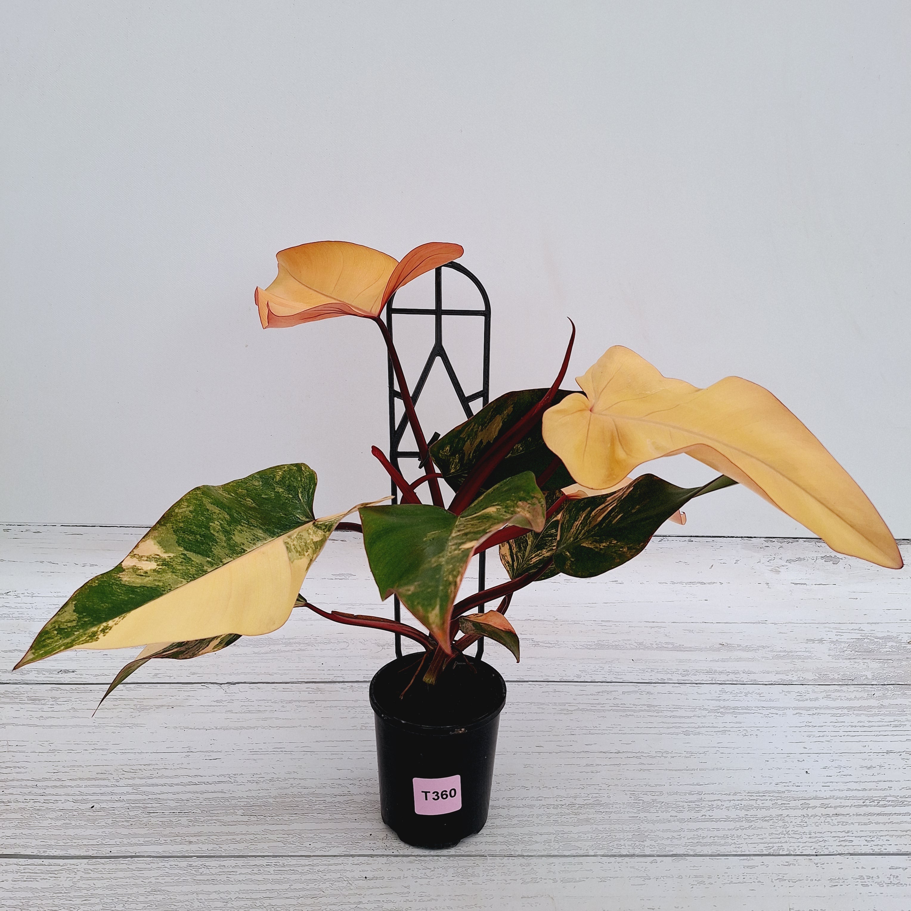 Philodendron erubescens Strawberry Shake