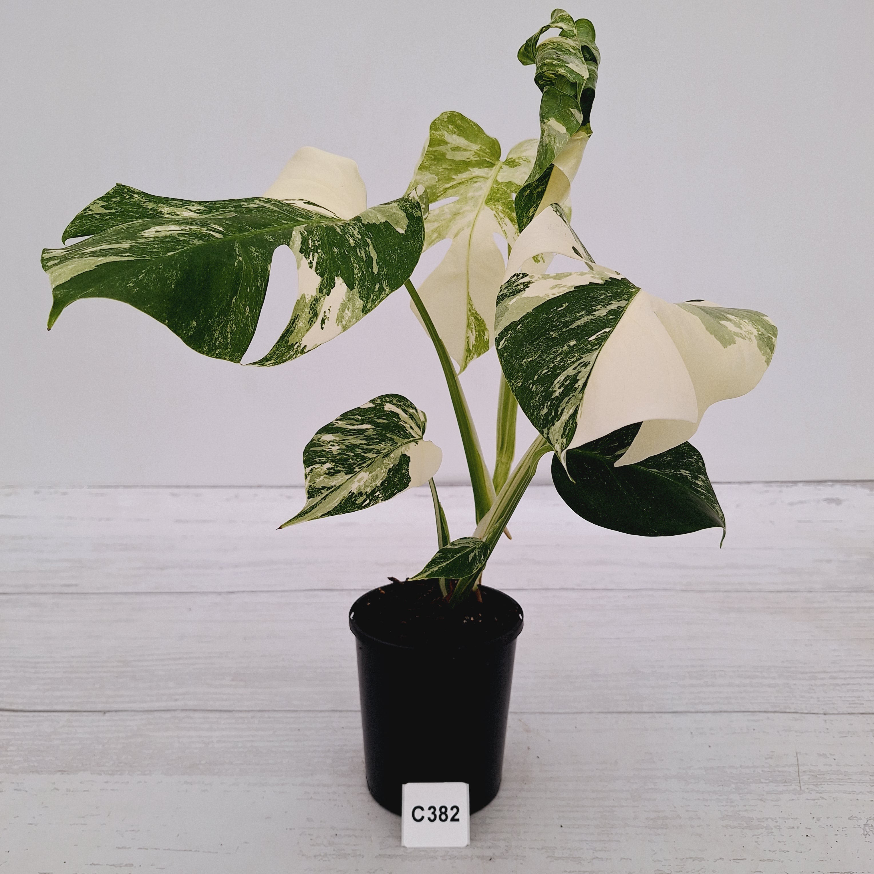 Monstera borsigiana 'Albo'