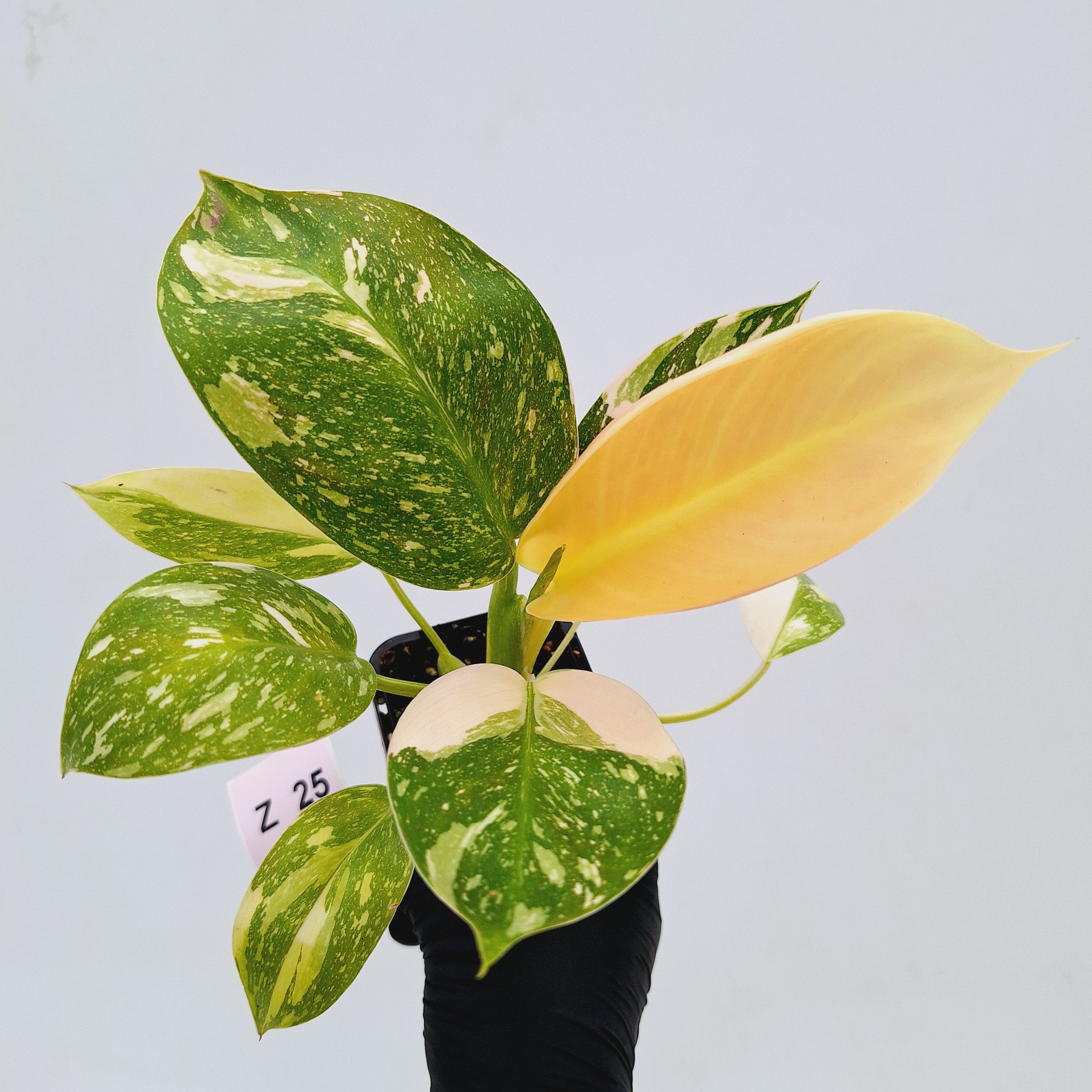 Philodendron Green Congo Variegata (Nuclear)
