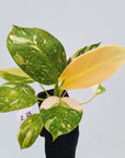 Philodendron Green Congo Variegata (Nuclear)