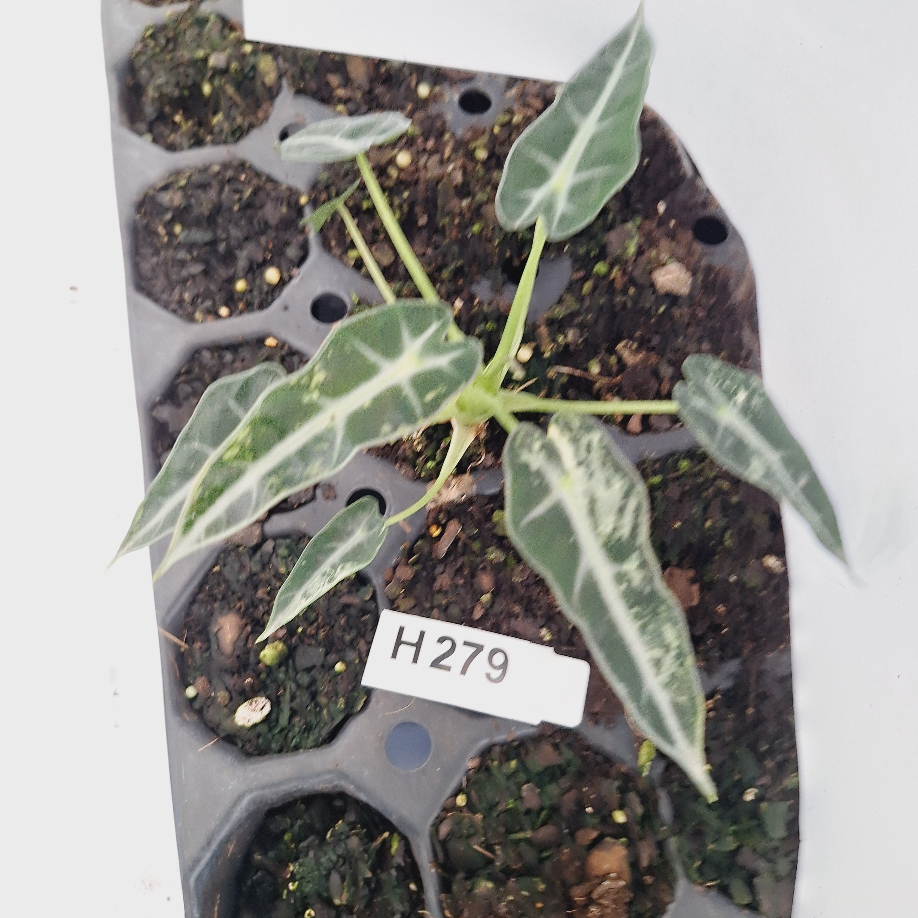 Alocasia Amazonica  bambino Variegata - Bare Bottom Baby - SALE