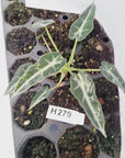 Alocasia Amazonica  bambino Variegata - Bare Bottom Baby - SALE