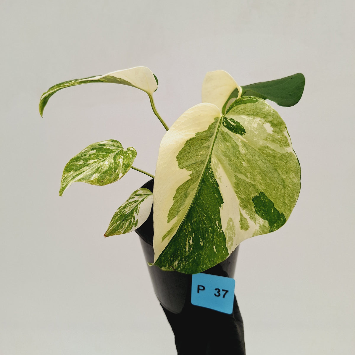 Monstera borsigiana 'Albo' - SALE